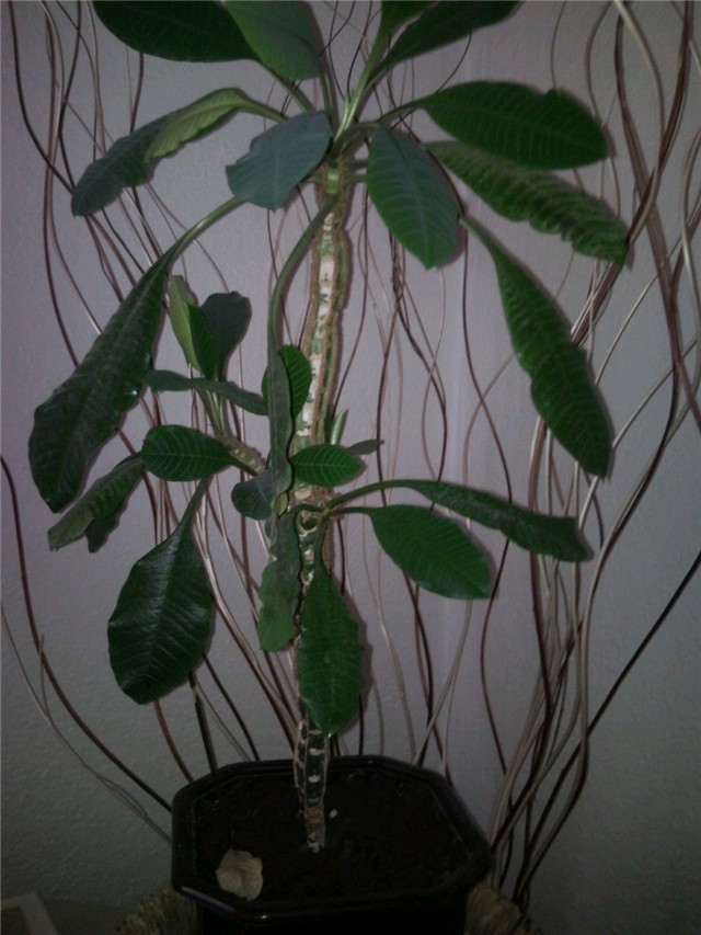 euphorbia
